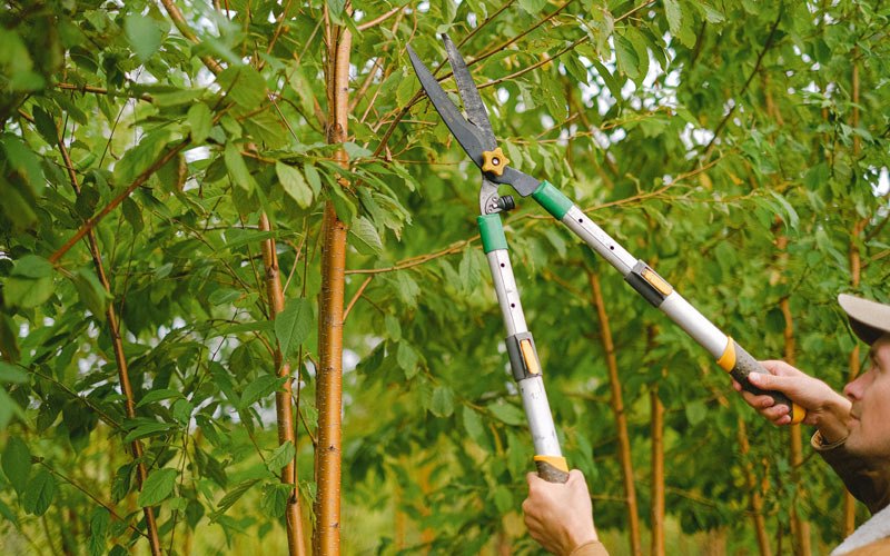 Tree trimming in Linton, ND