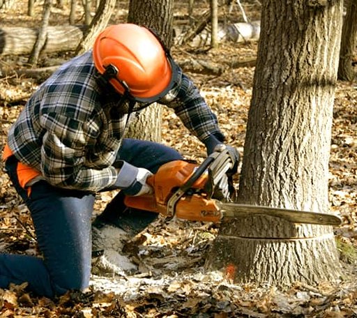 Tree Removal in Linton, ND